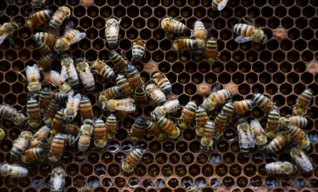 Abejas. Foto: Cuartoscuro