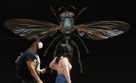 Insecta en Chapultepec: mapa y guía de actividades gratis en el festival de los insectos