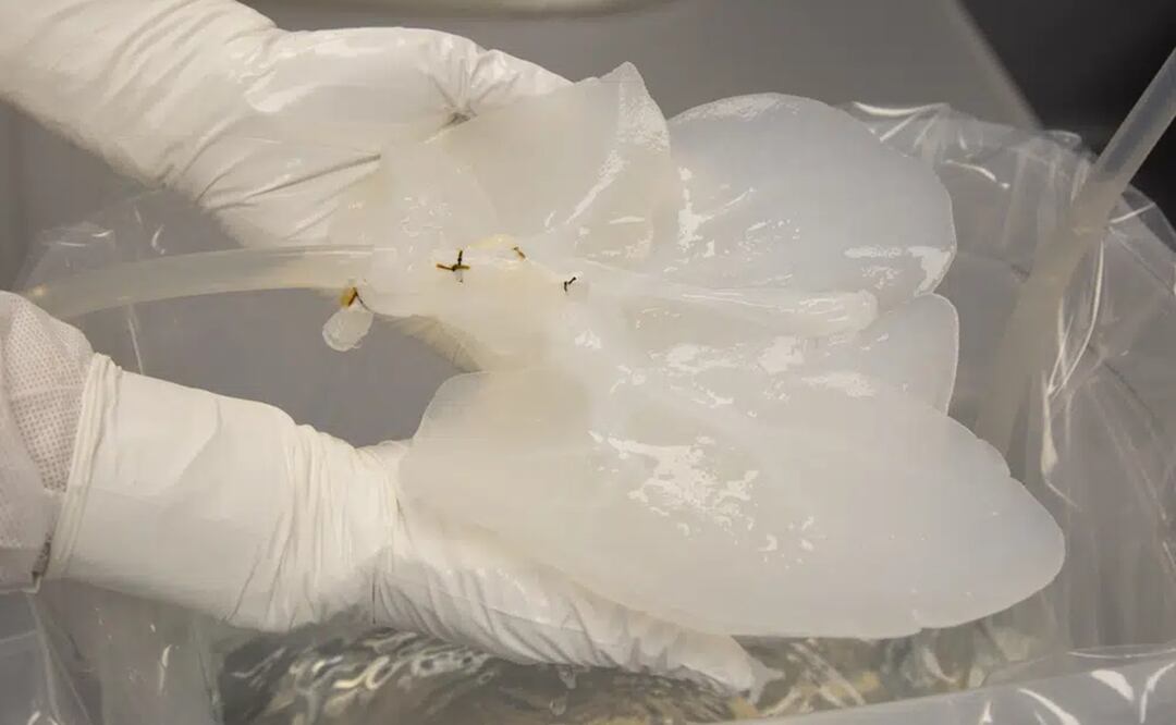 Un empleado técnico sostiene un hígado de cerdo que ha sido "descelularizado" el martes 8 de diciembre de 2022, en un laboratorio Miromatrix en Eden Prairie, Minnesota. Foto: AP