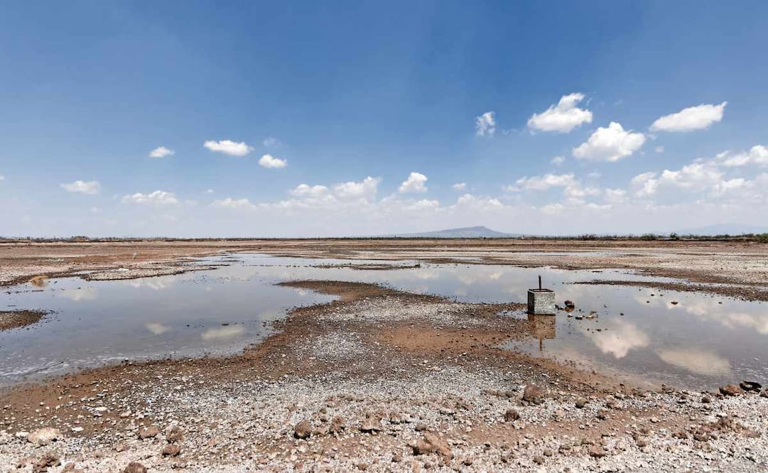 La recuperación hídrica en la zona donde se construiría el NAIM impulsó un aumento notable en la biodiversidad. Foto: Hugo Salvador / EL UNIVERSAL