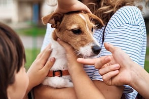 ¿Los perros disfrutan cuando los caricias?; esto dicen los expertos