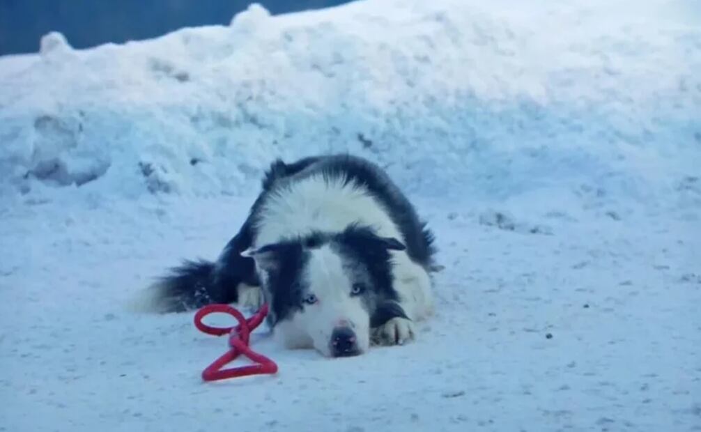 Messi aparece en la cinta "Anatomy of a fall". Foto: IMDB