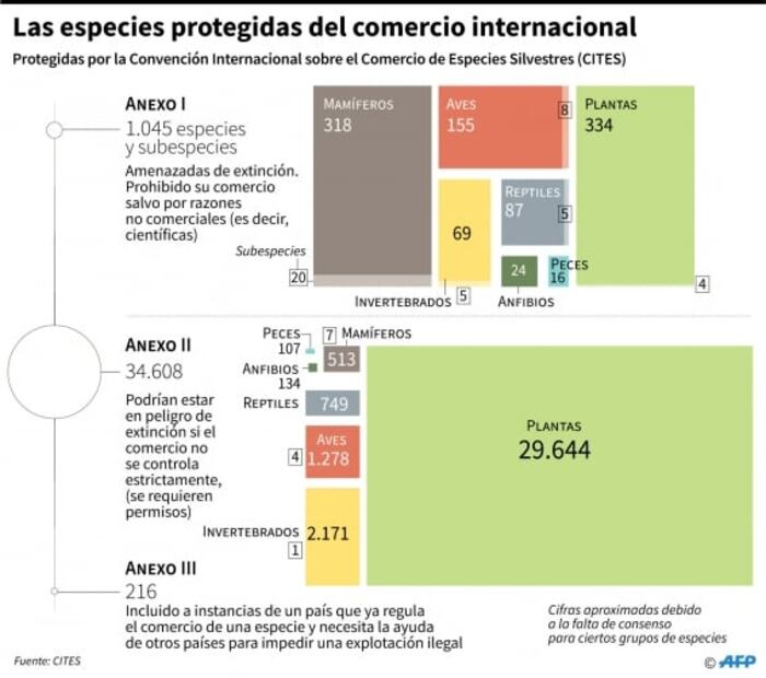 La jirafa y la amenaza de "extinción silenciosa" en África