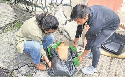 Sepultan nueva Ley de Bienestar Animal para la CDMX