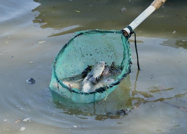 Granizada en Cuautitlán provoca muerte de peces en lago Espejo de los Lirios