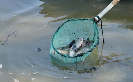 Granizada en Cuautitlán provoca muerte de peces en lago Espejo de los Lirios