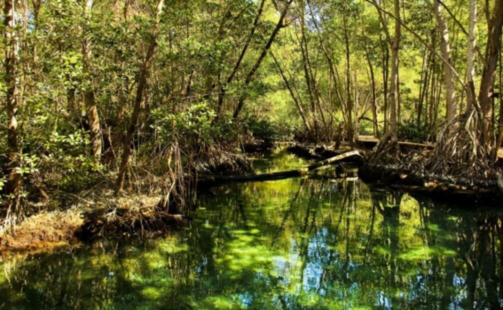 Celestún, el refugio de los flamencos rosados