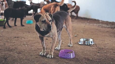 Comisiones del Congreso de CDMX aprueban echar a andar micrositio y realizar 5 foros para regular albergues de animales