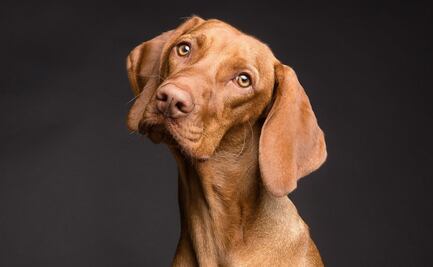 ¿Cómo advierten los perros de forma anticipada los problemas de salud de sus dueños, según ciencia?
