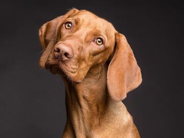 ¿Cómo advierten los perros de forma anticipada los problemas de salud de sus dueños, según ciencia?