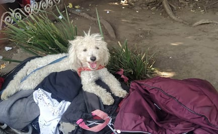 Lomito migrante viaja desde Venezuela a Tapachula; caminó durante 2 meses y medio