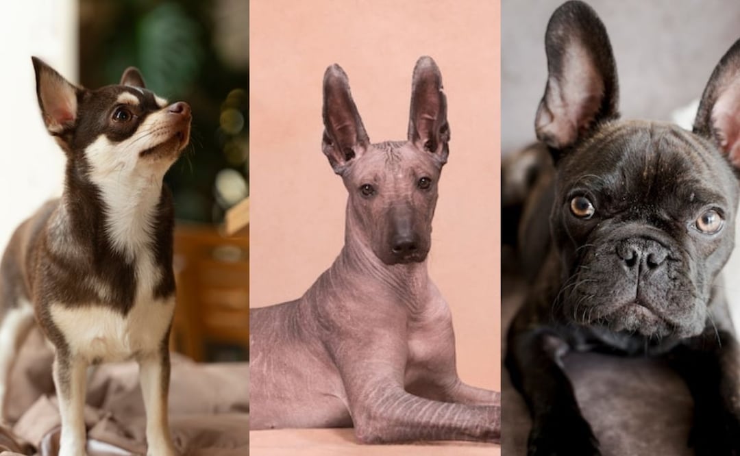 Existen cinco razas de perros mexicanos. Fuente: Freepik.