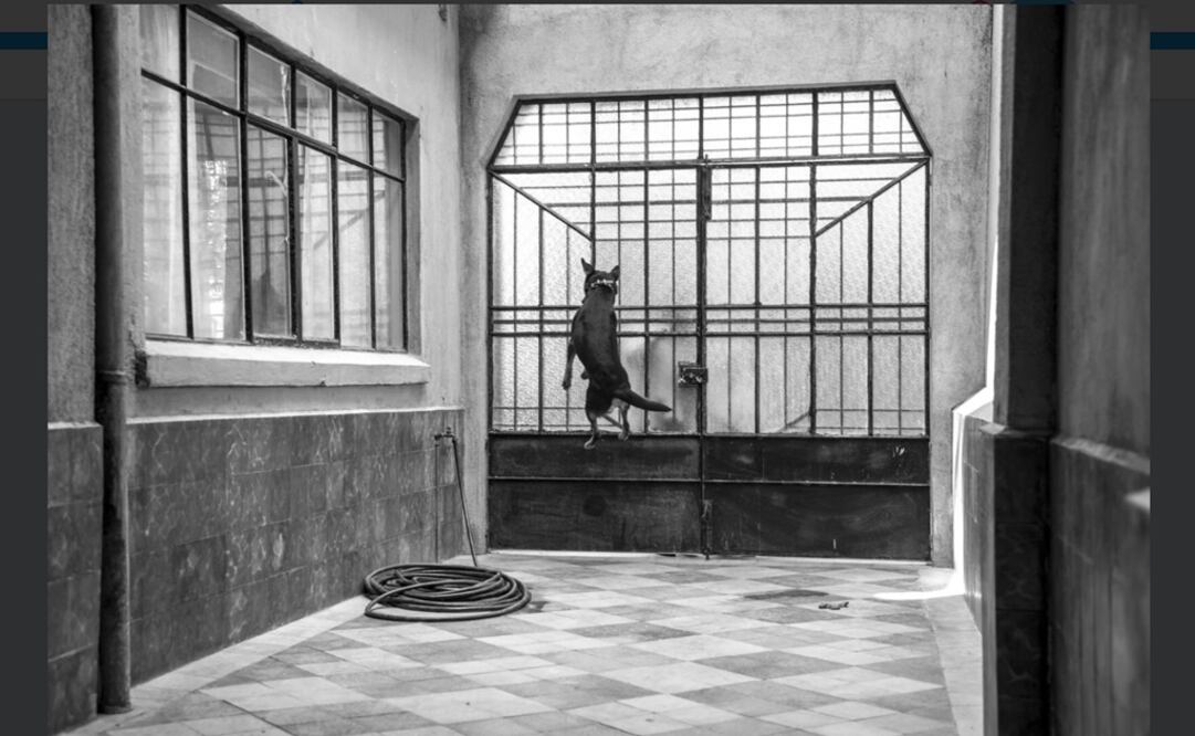 Borras. Foto: Twitter Alfonso Cuarón