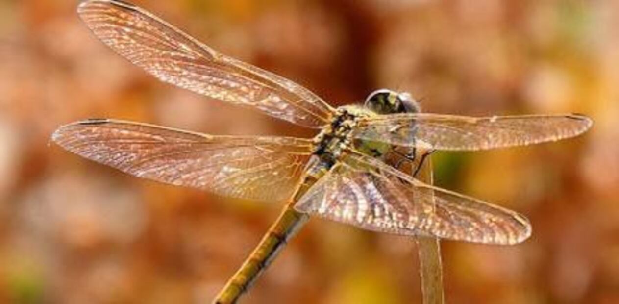 Las libélulas no pican ni muerden a los humanos ni a los animales domésticos. Fuente: Freepik.