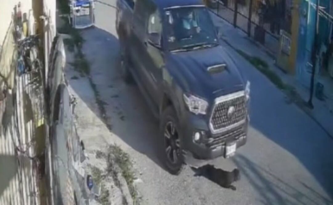 Reportan caso de crueldad animal en Yucatán (03/03/2025). Foto: Especial