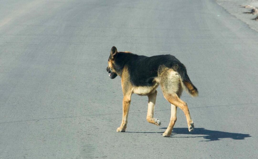 Foto: Archivo. EL UNIVERSAL