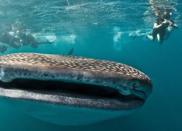 Mexico: The whale shark’s favorite place