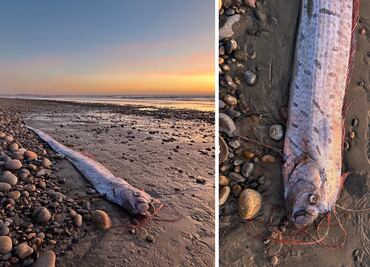 Hallan otro pez remo y reavivan mito sobre el fin del mundo; este es el motivo