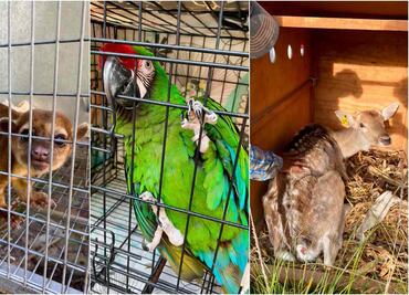 Por maltrato de animales, clausuran parque Temazcal Zovic de Morelos; 41 especies estaban en riesgo, informa Profepa