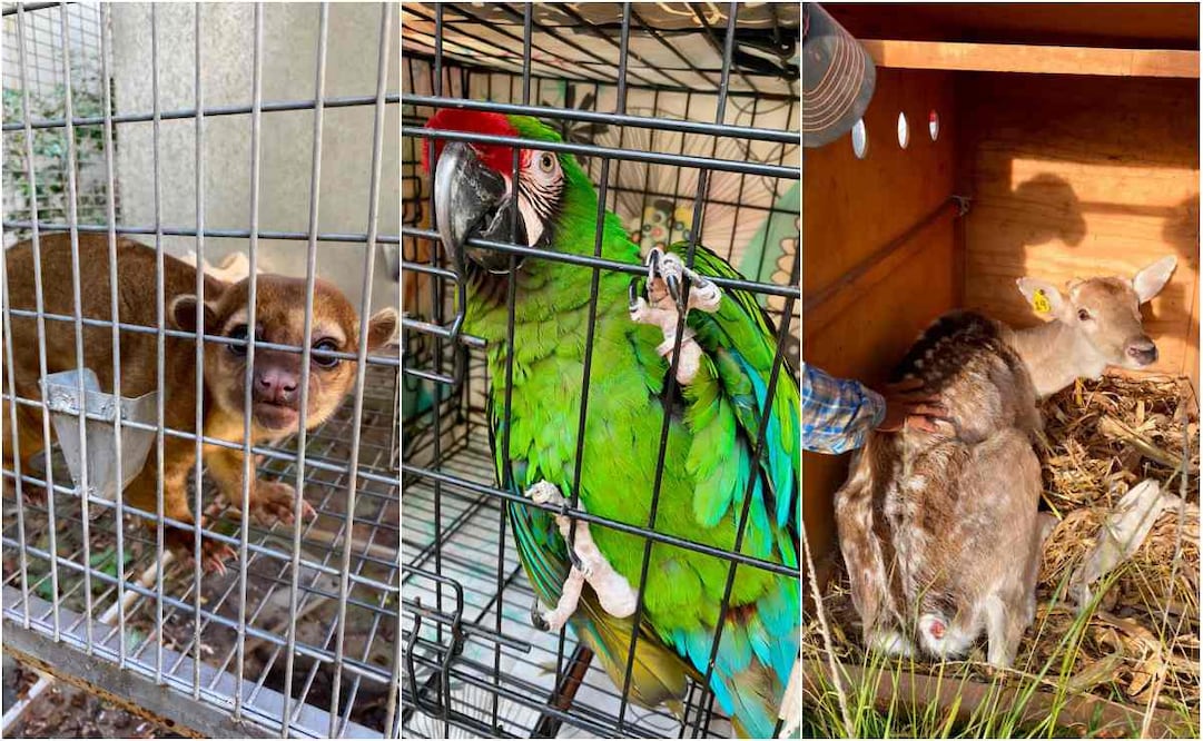 Profepa clausura de manera total temporal el parque Temazcal Zovic en Morelos por maltrato de animales. Foto: Especial