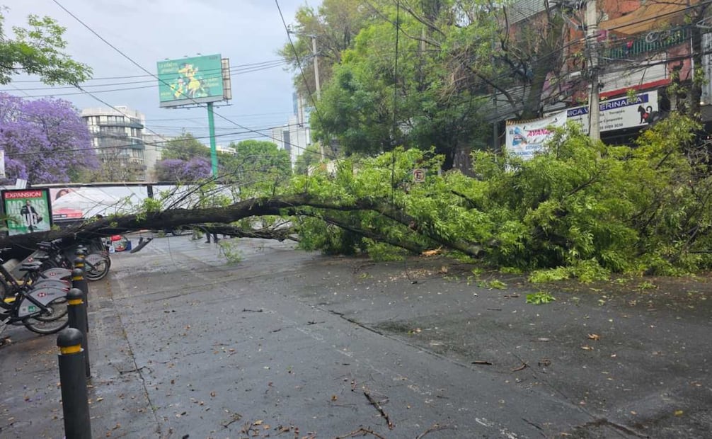 Lluvia provoca caída de lona de espectacular y árbol; unidad de transporte público se sube a ciclovía en Tlalpan.
Foto: Especial.