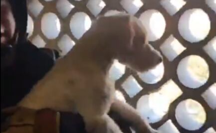 Bomberos rescatan a perrito atorado en barda de un departamento en la Cuauhtémoc; no resultó herido