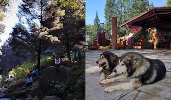 Can-ping: acampa con tu perro cerca de CDMX