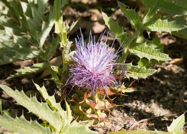 Jardín Botánico recupera flor que estaba en peligro de extinción