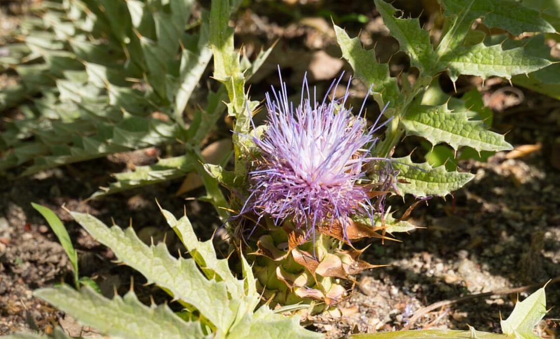 Foto: Ejemplar de Cynara tournefortii que ha florecido en el Real Jardín Botánico. © Marisa Esteban, RJB-CSIC