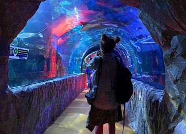 Vive una aventura submarina en el Acuario Inbursa; Club EL UNIVERSAL te invita