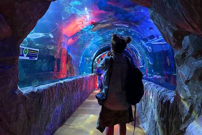 Vive una aventura submarina en el Acuario Inbursa; Club EL UNIVERSAL te invita