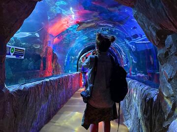 Vive una aventura submarina en el Acuario Inbursa; Club EL UNIVERSAL te invita