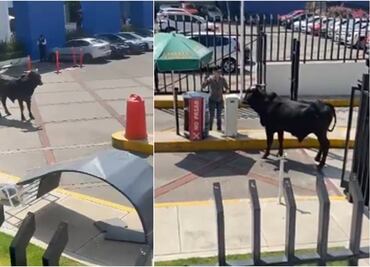 VIDEO: Toro ingresa a Universidad La Salle Pedregal; no se reportan heridos