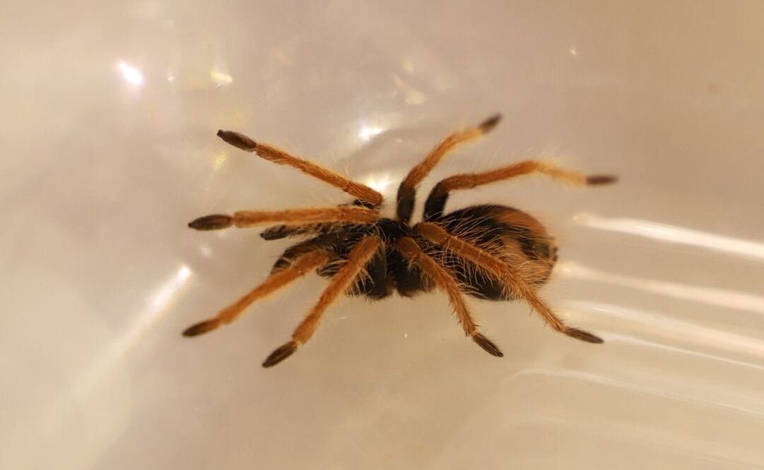 Foto: Twitter @Ambientebogota 