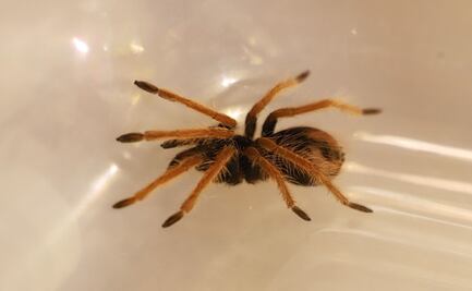 Incautan en Colombia 143 tarántulas que iban a ser exportadas ilegalmente hacia México