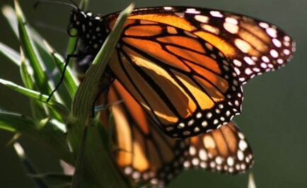 Esperan incremento de mariposas monarca