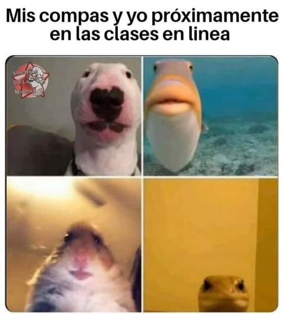 Los mejores memes del regreso a clases virtuales