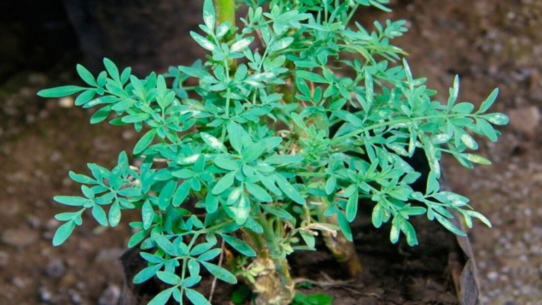 La planta de ruda tiene un significado muy especial desde lo espiritual. Fuente: Freepik.