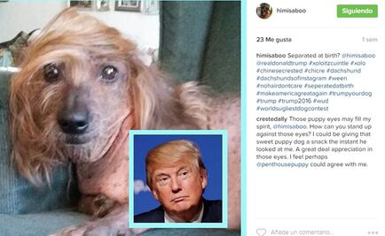 Un perro con el “cabello de Trump” compite por ser el más feo del mundo