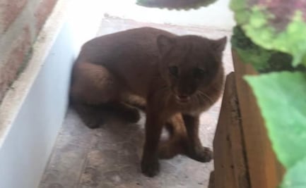 Puma en peligro de extinción "visita" casa en Argentina durante cuarentena
