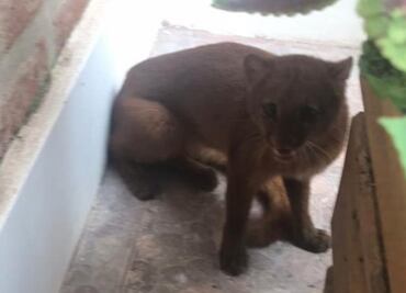 Puma en peligro de extinción "visita" casa en Argentina durante cuarentena