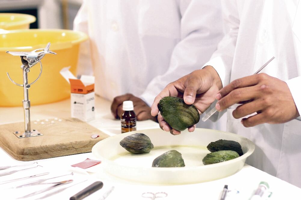 Al acabar la etapa de incrustaciones, los ejemplares son llevados a un laboratorio. Luego son trasladados al área de cultivos y depositados en tanques. Después de 3 a 9 meses son liberados (Luma López)