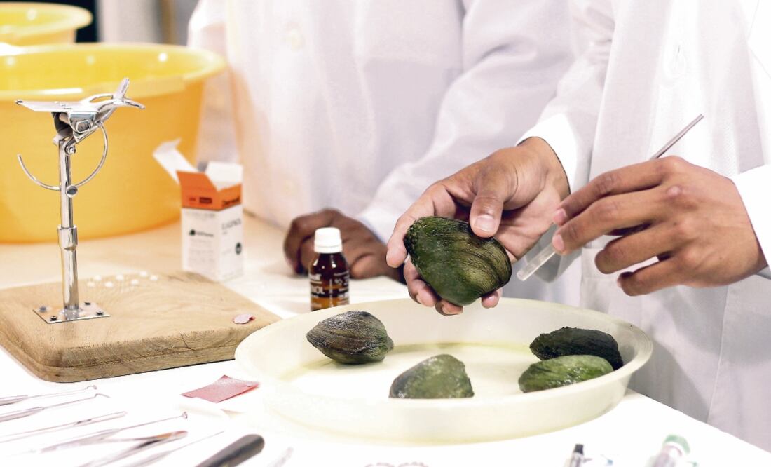 Al acabar la etapa de incrustaciones, los ejemplares son llevados a un laboratorio. Luego son trasladados al área de cultivos y depositados en tanques. Después de 3 a 9 meses son liberados (Luma López)