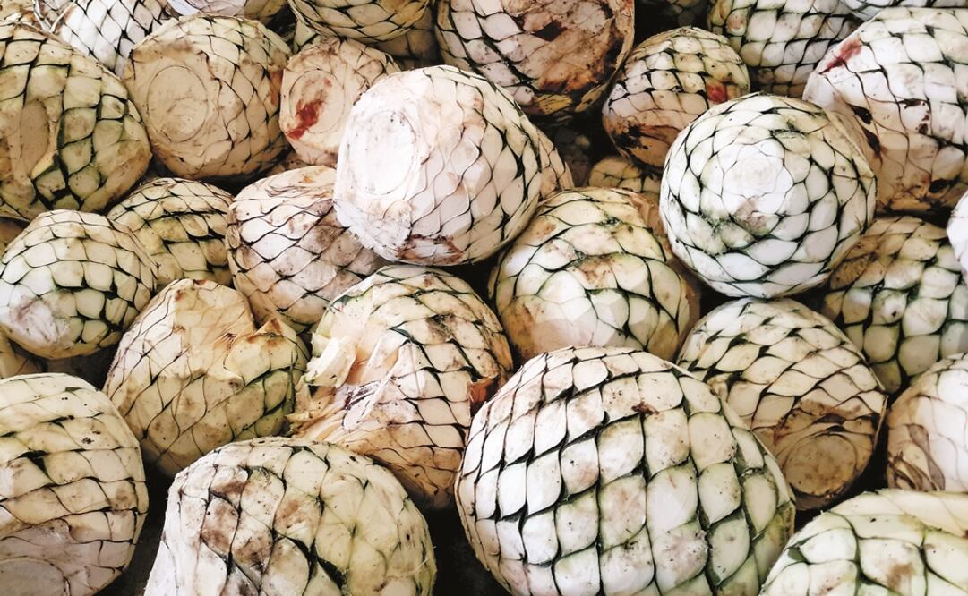 Blue agave plant - File photo/EL UNIVERSAL