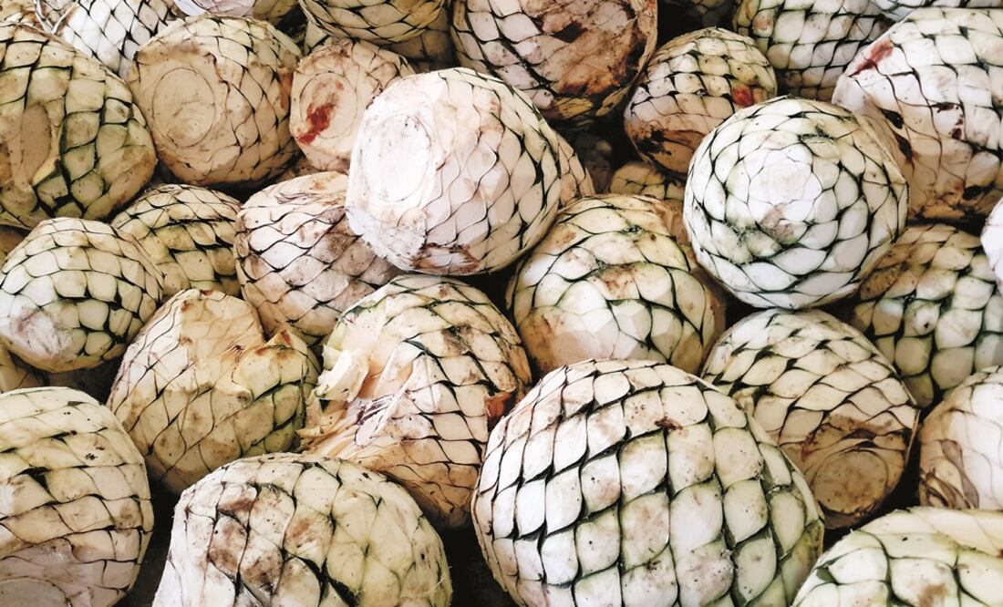 Blue agave plant - File photo/EL UNIVERSAL