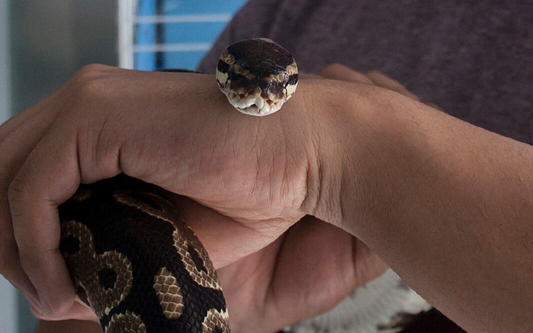 Los animales fueron encontrados en el garaje de una casa, específicamente en el calentador de la vivienda. Foto: Especial