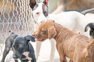 Analizan dar cárcel por maltrato animal