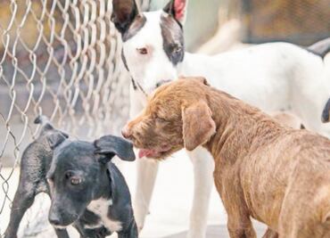 Analizan dar cárcel por maltrato animal