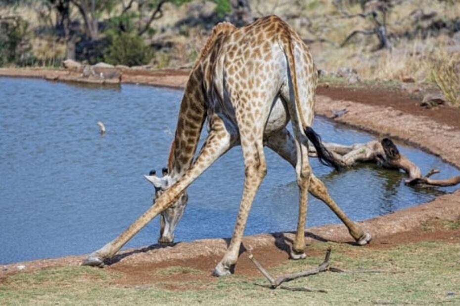 20 datos curiosos que debes saber de las jirafas en su día