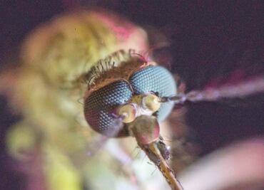 Mosquito, el documental, busca crear conciencia